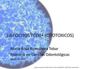 LINFOCITOS TCD8+ (CITOTOXICOS)
Maria Rosa Buenahora Tobar
Maestría en Ciencias Odontológicas
Mayo 10-2015
Imagen tomada de «Healthy Human T Cell» de NIAID/NIH - NIAID Flickr's photostream.
 
