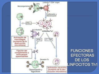 FUNCIONES
EFECTORAS
DE LOS
LINFOCITOS Th1
 