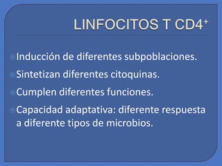 Inducción de diferentes subpoblaciones.
Sintetizan diferentes citoquinas.
Cumplen diferentes funciones.
Capacidad adaptativa: diferente respuesta
a diferente tipos de microbios.
 