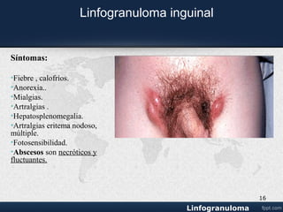 Fases
• Tras un periodo de incubación de 1 a 4 semanas, las manifestaciones de
esta enfermedad se caracterizan por 3 fases:
• Primera fase: aparece una lesión (como una vesícula no dolorosa) en la
zona genital (prepucio, glande o escroto) que se transforma en una úlcera.
Esta lesión se cura sin secuelas y en muchas ocasiones puede pasar
desapercibida. En pacientes homosexuales pueden aparecer lesiones en
la zona ano-rectal (dolor, ulceración, sangrado).
• Segunda fase: de 2 a 6 semanas tras la aparición de la lesión inicial
aparece una inflamación de los ganglios de la zona, que se manifiesta como
dolor, hinchazón e incluso supuración.
• Tercera fase (síndrome ano-genital-rectal): pueden aparecer
manifestaciones a nivel anorrectal en forma de ulceraciones, fístulas y
abscesos en esa zona.
16
 