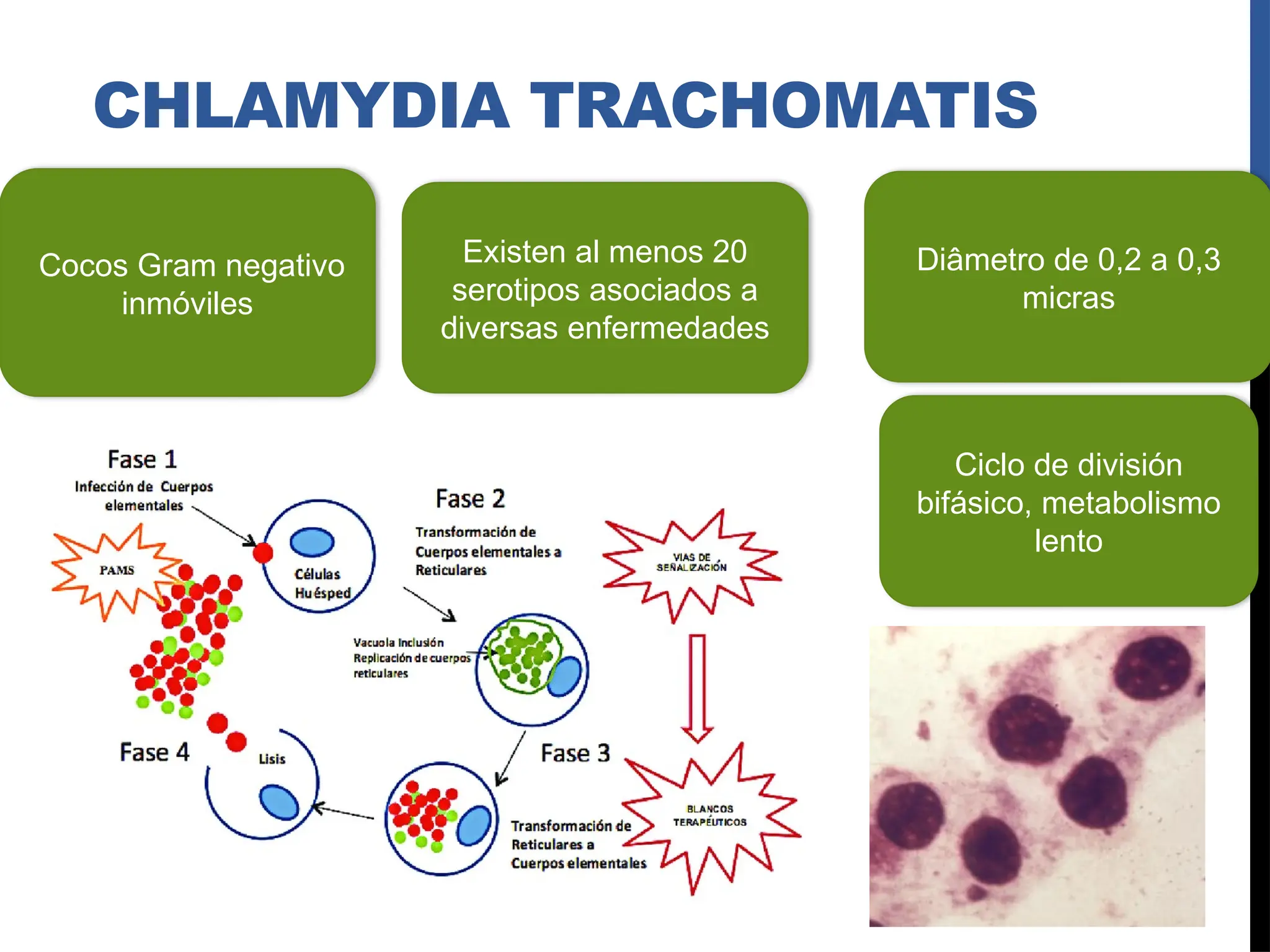 Venereo Diagrama De Linfogranuloma Venereo