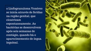 Venereo linfogranuloma venereo (2). infecção sexualmente transmissÃvel | PDF
