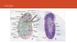 Ganglio 
 