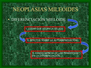 NEOPLASIAS MILEOIDES
• DIFERENCIACIÓN MIELOIDE
       1. LUGAR QUE OCUPA LA CÉLULA




        2. EFECTOS SOBRE LA AUTORRENOVACIÓN




           3. CONSECUENCIA DE LOS FENÓMENOS
           EN LA DIFERENCIACIÓN.
 