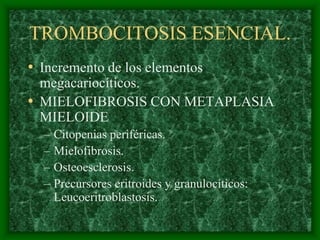 TROMBOCITOSIS ESENCIAL.
• Incremento de los elementos
  megacariocíticos.
• MIELOFIBROSIS CON METAPLASIA
  MIELOIDE
  –   Citopenias periféricas.
  –   Mielofibrosis.
  –   Osteoesclerosis.
  –   Precursores eritroides y granulocíticos:
      Leucoeritroblastosis.
 