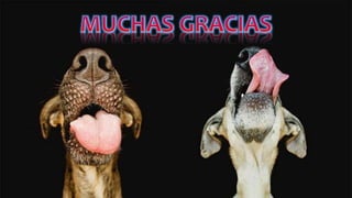 Linfoma hodgkin - HEMATOLOGÍA