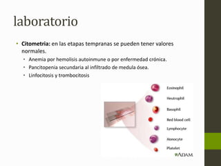 laboratorio 
• Citometria: en las etapas tempranas se pueden tener valores 
normales. 
• Anemia por hemolisis autoinmune o por enfermedad crónica. 
• Pancitopenia secundaria al infiltrado de medula ósea. 
• Linfocitosis y trombocitosis 
 