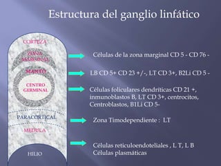 Estructura del ganglio linfático

 CORTEZA

  ZONA               Células de la zona marginal CD 5 - CD 76 -
 MARGINAL

  MANTO             LB CD 5+ CD 23 +/-, LT CD 3+, B2Li CD 5 -
  CENTRO
  CENTRO
 GERMINAL
 GERMINAL           Células foliculares dendríticas CD 21 +,
                    inmunoblastos B, LT CD 3+, centrocitos,
                    Centroblastos, B1Li CD 5-

PARACORTICAL
                     Zona Timodependiente : LT
  MEDULA


                     Células reticuloendoteliales , L T, L B
   HILIO             Células plasmáticas
 