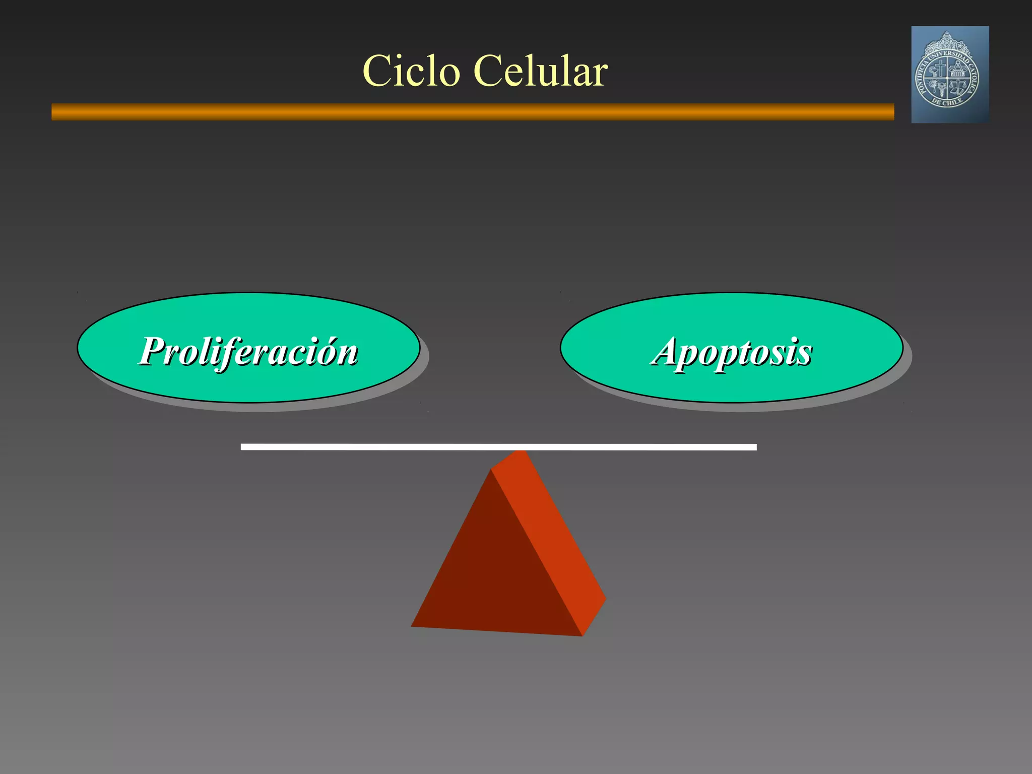 Ciclo Celular
ProliferaciónProliferaciónProliferaciónProliferación ApoptosisApoptosisApoptosisApoptosis
 