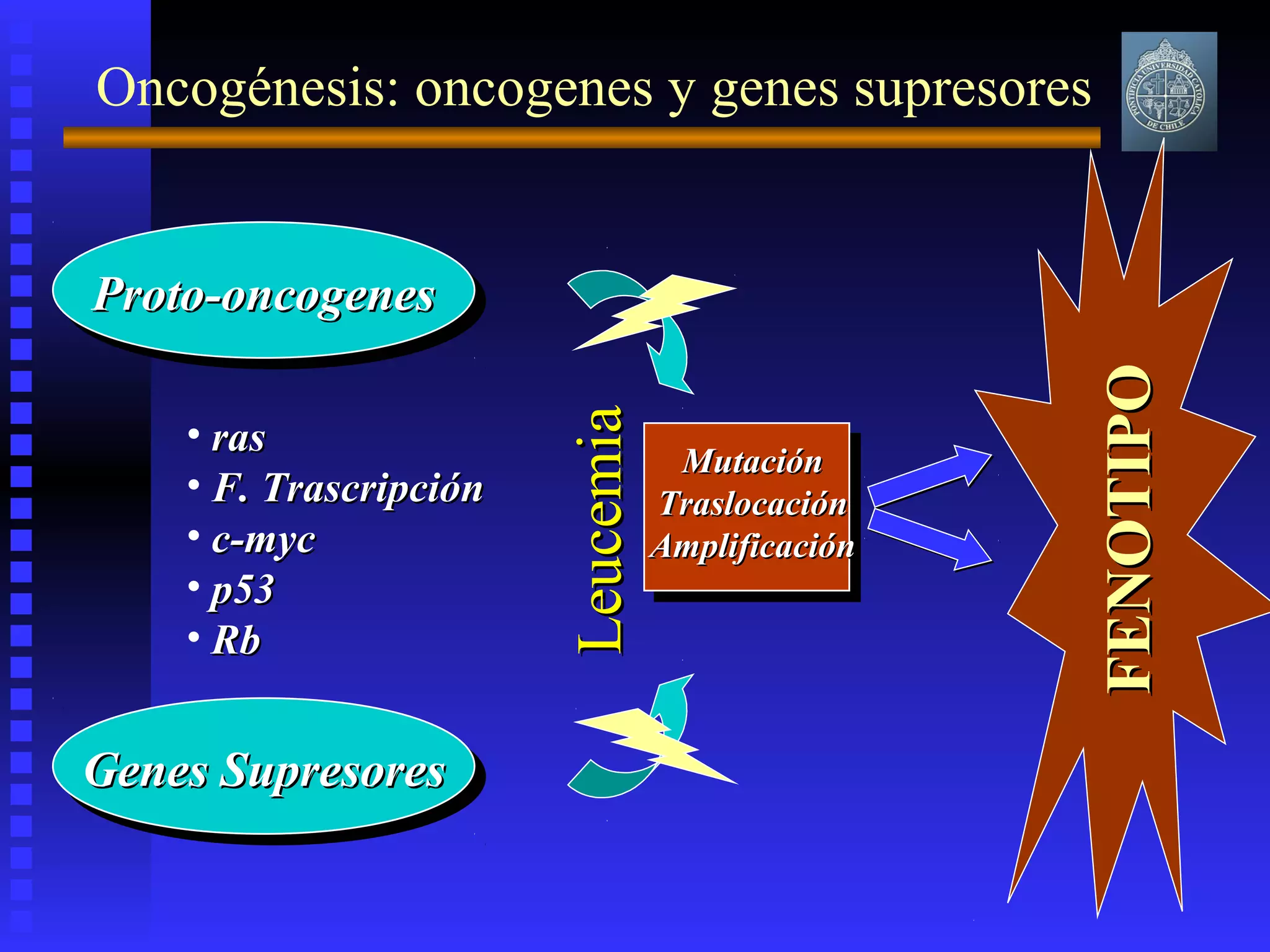 Oncogénesis: oncogenes y genes supresores
Proto-oncogenesProto-oncogenesProto-oncogenesProto-oncogenes
Genes SupresoresGenes SupresoresGenes SupresoresGenes Supresores
LeucemiaLeucemia
• rasras
• F. TrascripciónF. Trascripción
• c-mycc-myc
• p53p53
• RbRb
MutaciónMutación
TraslocaciónTraslocación
AmplificaciónAmplificación
FENOTIPOFENOTIPO
 