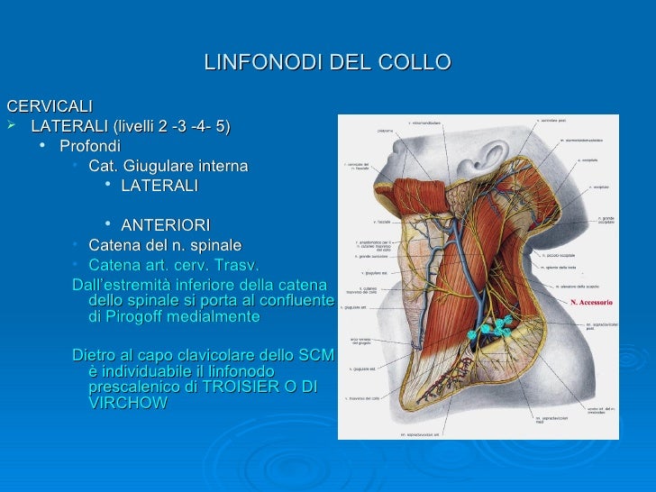 Linfonodi della testa