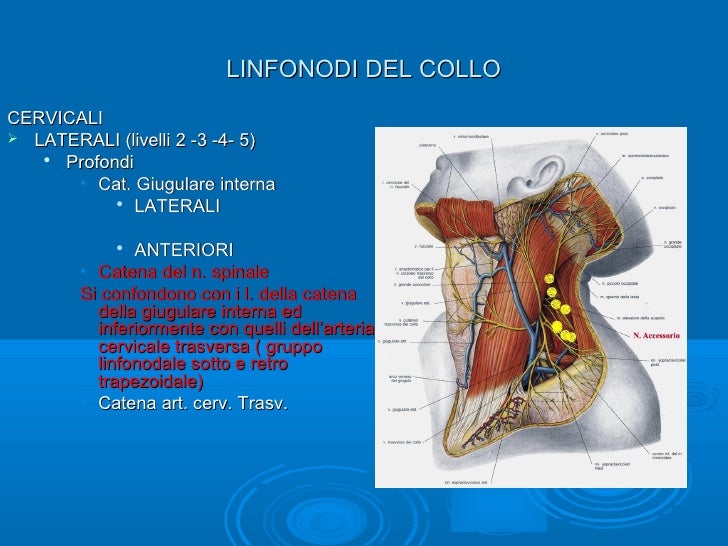 Linfonodi del collo