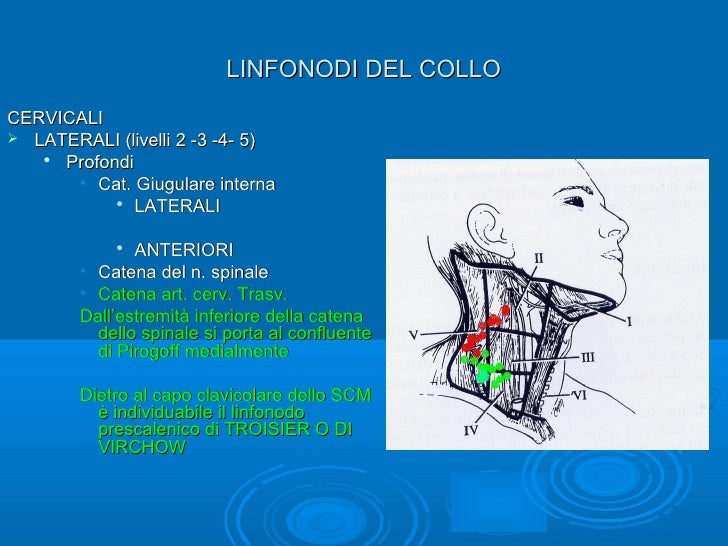 Linfonodi Della Testa E Del Collo Wikipedia