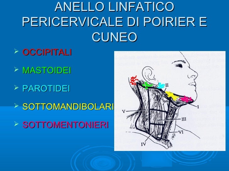 Linfonodi Della Testa E Del Collo Wikipedia