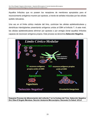 Dra. Elisa D’Angelo. Organos Linforeticulaes. . Anatomía Microscópica II. Sección Anatomía Microscópica.
Departamento Ciencias Morfológicas. Decanato Ciencias de la Salud. UCLA
10
Aquellos linfocitos que no poseen los receptores de membrana apropiados para el
reconocimiento antigénico mueren por apotosis, a través de señales inducidas por las células
epitelio reticulares.
Una vez en el límite córtico medular del timo, continúan las células epitelioreticulares y
dendriticas interdigitantes presentando antígenos unidos al CMH al linfocito T. A este nivel,
las células epitelioreticulares eliminan por apotosis o por anregia clonal aquellos linfocitos
capaces de reconocer antígenos propios. Este proceso se denomina Selección Negativa.
Esquema Proceso de diferenciación del Linfocito T en la Corteza del Timo. Selección Negativa.
Dra. Elisa D’Angelo Mendoza. Sección Anatomía Microscópica. Decanato Cs Salud. UCLA
 