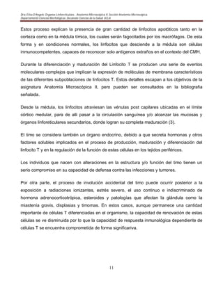 Dra. Elisa D’Angelo. Organos Linforeticulaes. . Anatomía Microscópica II. Sección Anatomía Microscópica.
Departamento Ciencias Morfológicas. Decanato Ciencias de la Salud. UCLA
11
Estos proceso explican la presencia de gran cantidad de linfocitos apotóticos tanto en la
corteza como en la médula tímica, los cuales serán fagocitados por los macrófagos. De esta
forma y en condiciones normales, los linfocitos que desciende a la médula son células
inmunocompetentes, capaces de reconocer solo antígenos extraños en el contexto del CMH.
Durante la diferenciación y maduración del Linfocito T se producen una serie de eventos
moleculares complejos que implican la expresión de moléculas de membrana característicos
de las diferentes subpoblaciones de linfocitos T. Estos detalles escapan a los objetivos de la
asignatura Anatomía Microscópica II, pero pueden ser consultados en la bibliografia
señalada.
Desde la médula, los linfocitos atraviesan las vénulas post capilares ubicadas en el límite
córtico medular, para de alli pasar a la circulación sanguínea y/o alcanzar las mucosas y
órganos linforeticulares secundarios, donde logran su completa maduración (3).
El timo se considera también un órgano endocrino, debido a que secreta hormonas y otros
factores solubles implicados en el proceso de producción, maduración y diferenciación del
linfocito T y en la regulación de la función de estas células en los tejidos periféricos.
Los individuos que nacen con alteraciones en la estructura y/o función del timo tienen un
serio compromiso en su capacidad de defensa contra las infecciones y tumores.
Por otra parte, el proceso de involución accidental del timo puede ocurrir posterior a la
exposición a radiaciones ionizantes, estrés severo, el uso continuo e indiscriminado de
hormona adrenocorticotrópica, esteroides y patologías que afectan la glándula como la
miastenia gravis, displasias y timomas. En estos casos, aunque permanece una cantidad
importante de células T diferenciadas en el organismo, la capacidad de renovación de estas
células se ve disminuida por lo que la capacidad de respuesta inmunológica dependiente de
células T se encuentra comprometida de forma significariva.
 