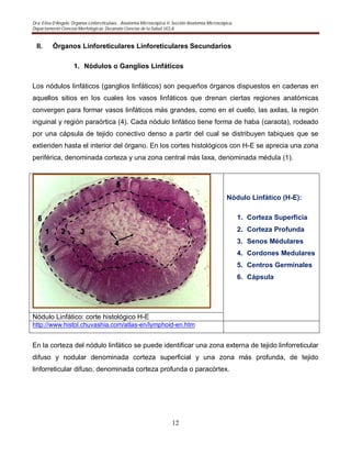Dra. Elisa D’Angelo. Organos Linforeticulaes. . Anatomía Microscópica II. Sección Anatomía Microscópica.
Departamento Ciencias Morfológicas. Decanato Ciencias de la Salud. UCLA
12
II. Órganos Linforeticulares Linforeticulares Secundarios
1. Nódulos o Ganglios Linfáticos
Los nódulos linfáticos (ganglios linfáticos) son pequeños órganos dispuestos en cadenas en
aquellos sitios en los cuales los vasos linfáticos que drenan ciertas regiones anatómicas
convergen para formar vasos linfáticos más grandes, como en el cuello, las axilas, la región
inguinal y región paraórtica (4). Cada nódulo linfático tiene forma de haba (caraota), rodeado
por una cápsula de tejido conectivo denso a partir del cual se distribuyen tabiques que se
extienden hasta el interior del órgano. En los cortes histológicos con H-E se aprecia una zona
periférica, denominada corteza y una zona central más laxa, denominada médula (1).
Nódulo Linfático (H-E):
1. Corteza Superficia
2. Corteza Profunda
3. Senos Médulares
4. Cordones Medulares
5. Centros Germinales
6. Cápsula
Nódulo Linfático: corte histológico H-E
http://www.histol.chuvashia.com/atlas-en/lymphoid-en.htm
En la corteza del nódulo linfático se puede identificar una zona externa de tejido linforreticular
difuso y nodular denominada corteza superficial y una zona más profunda, de tejido
linforreticular difuso, denominada corteza profunda o paracórtex.
 