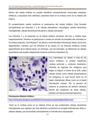 Dra. Elisa D’Angelo. Organos Linforeticulaes. . Anatomía Microscópica II. Sección Anatomía Microscópica.
Departamento Ciencias Morfológicas. Decanato Ciencias de la Salud. UCLA
14
Dentro del nódulo linfático se pueden identificar compartimientos funcionales celulares,
linfáticos y vasculares bien definidos, presentes tanto en la corteza como en la médula del
órgano.
El compartimiento celular conforma el parénquima del nódulo linfático. Está formado
principalmente por linfocitos T y B, células plasmáticas, macrófagos, células dendríticas
interdigitantes, células dendríticas foliculares y células reticulares.
Los linfocitos T y B presentes en el nódulo linfático provienen del timo y médula ósea
respectivamente. Penetran el parénquima a través de vénulas de endotelio alto ubicadas en
la corteza profunda. Los linfocitos T se ubican a nivel del tejido linforeticular difuso (zona timo
dependiente), mientras que los linfocitos B se ubican en los folículos linfáticos (zonas
dependientes de la médula ósea), sin embargo, una vez activadas, se diferencian en células
plasmáticas que pueden desplazarse hasta los cordones medulares (2).
Los macrófagos se ubican a nivel de los
senos linfáticos, la corteza superficial,
corteza profunda y cordones medulares.
Además de fagocitar los antígenos que
llegan al órgano a través de la linfa, estas
células actúan como células presentadoras
de antígenos, lo cual ocurre tanto en el
tejido inforreticular difuso como en el tejido
liforreticular nodular. Por lo general se
observa la presencia de detritus celulares
dentro del citoplasma de estas células,
debido a la intensa actividad fagocítica.
Parénquima Nódulo linfático
http://morfoudec.blogspot.com/2008/07/microscopa-virtual-ganglio-linftico.html
Tanto en la corteza como en la médula tímica se han evidenciado células dendríticas
interdigitantes que ingresan por linfa aferente y predomina en el tejido linforreticular difuso y
células veladas, que se localizan principalmente a nivel del seno subcapsular-
 