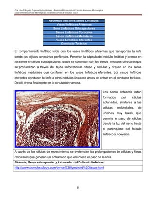 Dra. Elisa D’Angelo. Organos Linforeticulaes. . Anatomía Microscópica II. Sección Anatomía Microscópica.
Departamento Ciencias Morfológicas. Decanato Ciencias de la Salud. UCLA
16
Recorrido dela linfa:Senos Linfáticos:
Vasos linfáticos Aferentes
Seno Linfáticos Subcapsulares
Senos Linfáticos Corticales
Senos Linfáticos Medulares
Vasos Linfáticos Eferentes
Conducto Torácico
El compartimiento linfático inicia con los vasos linfáticos aferentes que transportan la linfa
desde los tejidos conectivos periféricos. Penetran la cápsula del nódulo linfático y drenan en
los senos linfáticos subcapsulares. Estos se continúan con los senos linfáticos corticales que
se profundizan a través del tejido linforreticular difuso y nodular y drenan en los senos
linfáticos medulares que confluyen en los vasos linfáticos eferentes. Los vasos linfáticos
eferentes conducen la linfa a otros nódulos linfáticos antes de entrar en el conducto torácico.
De allí drena finalmente en la circulación venosa.
Los senos linfáticos están
formados por células
aplanadas, similares a las
células endoteliales, de
uniones muy laxas, que
permite el paso de células
desde la luz del seno hasta
el parénquima del folículo
linfático y viceversa.
A través de las células de revestimiento se evidencian las prolongaciones de células y fibras
reticulares que generan un entramado que enlentece el paso de la linfa.
Cápsula, Seno subcapsular y trabecular del Folículo linfático.
http://www.psmchistology.com/dense%20lymphoid%20tissue.html
 