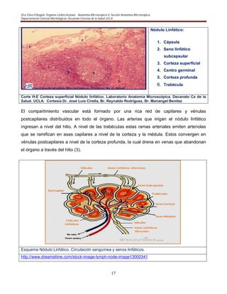 Dra. Elisa D’Angelo. Organos Linforeticulaes. . Anatomía Microscópica II. Sección Anatomía Microscópica.
Departamento Ciencias Morfológicas. Decanato Ciencias de la Salud. UCLA
17
Nódulo Linfático:
1. Cápsula
2. Seno linfático
subcapsular
3. Corteza superficial
4. Centro germinal
5. Corteza profunda
6. Trabécula
Corte H-E Corteza superficial Nódulo linfático. Laboratorio Anatomía Microscópica. Decanato Cs de la
Salud. UCLA. Cortesia Dr. José Luis Cirella, Br. Reynaldo Rodriguez, Br. Mariangel Benitez
El compartimiento vascular está formado por una rica red de capilares y vénulas
postcapilares distribuidos en todo el órgano. Las arterias que iirigan el nódulo linfático
ingresan a nivel del hilio. A nivel de las trabéculas estas ramas arteriales emiten arteriolas
que se ramifican en asas capilares a nivel de la corteza y la médula. Estos convergen en
vénulas postcapilares a nivel de la corteza profunda, la cual drena en venas que abandonan
el órgano a través del hilio (3).
Esquema Nódulo Linfático. Circulación sanguínea y senos linfáticos.
http://www.dreamstime.com/stock-image-lymph-node-image13000341
 