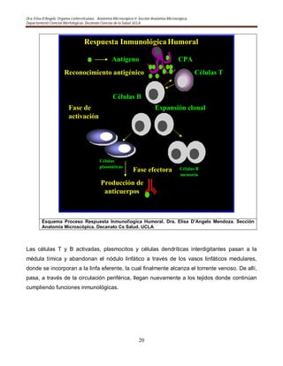 Dra. Elisa D’Angelo. Organos Linforeticulaes. . Anatomía Microscópica II. Sección Anatomía Microscópica.
Departamento Ciencias Morfológicas. Decanato Ciencias de la Salud. UCLA
20
Esquema Proceso Respuesta Inmunologica Humoral. Dra. Elisa D’Angelo Mendoza. Sección
Anatomía Microscópica. Decanato Cs Salud. UCLA
Las células T y B activadas, plasmocitos y células dendríticas interdigitantes pasan a la
médula tímica y abandonan el nódulo linfático a través de los vasos linfáticos medulares,
donde se incorporan a la linfa eferente, la cual finalmente alcanza el torrente venoso. De allí,
pasa, a través de la circulación periférica, llegan nuevamente a los tejidos donde continúan
cumpliendo funciones inmunológicas.
Reconocimiento antigénico
Expansión clonal
Células
plasmáticas Células B
memoria
Respuesta InmunológicaHumoral
Células T
CPA
Fase de
activación
Fase efectora
Producción de
anticuerpos
Antígeno
Células B
 