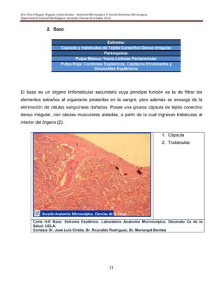 Dra. Elisa D’Angelo. Organos Linforeticulaes. . Anatomía Microscópica II. Sección Anatomía Microscópica.
Departamento Ciencias Morfológicas. Decanato Ciencias de la Salud. UCLA
21
2. Bazo
Estroma:
Cápsula y trabéculas de Tejido Conectivo Denso Irregular
Parénquima:
Pulpa Blanca: Vaina Linfoide Periarteriolar
Pulpa Roja: Cordones Esplénicos, Capilares Envainados y
Sinusoides Esplénicos
El bazo es un órgano linforreticular secundario cuya principal función es la de filtrar los
elementos extraños al organismo presentes en la sangre, pero además se encarga de la
eliminación de células sanguíneas dañadas. Posee una gruesa cápsula de tejido conectivo
denso irregular, con células musculares aisladas, a partir de la cual ingresan trabéculas al
interior del órgano (2).
1. Cápsula
2. Trabéculas
Corte H-E Bazo: Estroma Esplénico. Laboratorio Anatomía Microscópica. Decanato Cs de la
Salud. UCLA.
Cortesia Dr. José Luis Cirella, Br. Reynaldo Rodriguez, Br. Mariangel Benitez
 