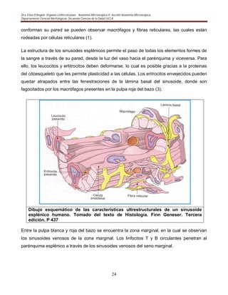 Dra. Elisa D’Angelo. Organos Linforeticulaes. . Anatomía Microscópica II. Sección Anatomía Microscópica.
Departamento Ciencias Morfológicas. Decanato Ciencias de la Salud. UCLA
24
conforman su pared se pueden observar macrófagos y fibras reticulares, las cuales están
rodeadas por células reticulares (1).
La estructura de los sinusodes esplénicos permite el paso de todas los elementos formes de
la sangre a través de su pared, desde la luz del vaso hacia el parénquima y viceversa. Para
ello, los leucocitos y ertitrocitos deben deformarse, lo cual es posible gracias a la proteinas
del citoesqueleto que les permite plasticidad a las células. Los eritrocitos envejecidos pueden
quedar atrapados entre las fenestraciones de la lámina basal del sinusoide, donde son
fagocitados por los macrófagos presentes en la pulpa roja del bazo (3).
Dibujo esquemático de las características ultrestructurales de un sinusoide
esplénico humano. Tomado del texto de Histología. Finn Geneser. Tercera
edición. P 437
Entre la pulpa blanca y roja del bazo se encuentra la zona marginal, en la cual se observan
los sinusoides venosos de la zona marginal. Los linfocitos T y B circulantes penetran al
parénquima esplénico a través de los sinusoides venosos del seno marginal.
 