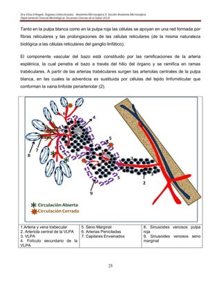 Dra. Elisa D’Angelo. Organos Linforeticulaes. . Anatomía Microscópica II. Sección Anatomía Microscópica.
Departamento Ciencias Morfológicas. Decanato Ciencias de la Salud. UCLA
25
Tanto en la pulpa blanca como en la pulpa roja las células se apoyan en una red formada por
fibras reticulares y las prolongaciones de las células reticulares (de la misma naturaleza
biológica a las células reticulares del ganglio linfático).
El componente vascular del bazo está constituido por las ramificaciones de la arteria
esplénica, la cual penetra el bazo a través del hilio del órgano y se ramifica en ramas
trabéculares. A partir de las arterias trabéculares surgen las arteriolas centrales de la pulpa
blanca, en las cuales la adventicia es sustituida por células del tejido linforreticular que
conforman la vaina linfoide periarteriolar (2).
1.Arteria y vena trabecular
2. Arteriola central de la VLPA
3. VLPA
4. Folículo secundario de la
VLPA
5. Seno Marginal
6. Arterias Peniciladas
7. Capilares Envainados
8. Sinusoides venosos pulpa
roja
9. Sinusoides venosos seno
marginal
 