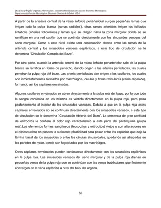 Dra. Elisa D’Angelo. Organos Linforeticulaes. . Anatomía Microscópica II. Sección Anatomía Microscópica.
Departamento Ciencias Morfológicas. Decanato Ciencias de la Salud. UCLA
26
A partir de la arteriola central de la vaina linfoide periarteriolar surgen pequeñas ramas que
irrigan toda la pulpa blanca (ramas radiales), otras ramas arteriales irrigan los folículos
linfáticos (arterias foliculares) y ramas que se dirigen hacia la zona marginal donde se se
ramifican en una red capilar que se continúa directamente con los sinusoides venosos del
seno marginal. Como a este nivel existe una continuación directa entre las ramas de la
arteriola central y los sinusoides venosos esplénicos, a este tipo de circulación se le
denomina “Circulación Cerrada del Bazo”.
Por otra parte, cuando la arteriola central de la vaina linfoide periarteriolar sale de la pulpa
blanca se ramifica en forma de penacho, dando origen a las arterias peniciladas, las cuales
penetran la pulpa roja del bazo. Las arteria peniciladas dan origen a los capilares, los cuales
son inmediatamentes rodeados por macrófagos, células y fibras reticulares (vaina elipsoide),
formando asi los capilares envainados.
Algunos capilares envainados se abren directamente a la pulpa roja del bazo, por lo que todo
la sangre contenida en los mismos es vertida directamente en la pulpa roja, pero pasa
posteriormente al interior de los sinusoides venosos. Debido a que en la pulpa roja estos
capilares envainados no se continuan directamente con los sinusoides venosos, a este tipo
de circulación se le denomina “Circulación Abierta del Bazo”. La presencia de gran cantidad
de eritrocitos le confiere el color rojo característico a esta parte del parénquima (pulpa
roja).Los elementos formes sangiíneos (leucocitos y eritrocitos) viejos o con alteraciones en
el citoesqueleto no poseen la suficiente plasticidad para pasar entre los espacios que deja la
lámina basal de los sinusoides o entre las células sinusoidales, quedando asi atrapadas en
las paredes del vaso, donde son fagocitadas por los macrófagos.
Otros capilares envainados pueden continuarse directamente con los sinusoides esplénicos
en la pulpa roja. Los sinusoides venosos del seno marginal y de la pulpa roja drenan en
pequeñas venas de la pulpa roja que se continúan con las venas trabéculares que finalmente
convergen en la véna esplénica a nivel del hilio del órgano.
 