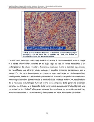 Dra. Elisa D’Angelo. Organos Linforeticulaes. . Anatomía Microscópica II. Sección Anatomía Microscópica.
Departamento Ciencias Morfológicas. Decanato Ciencias de la Salud. UCLA
27
Corte H-E Bazo: Estroma Esplénico. Laboratorio Anatomía Microscópica.
Decanato Cs de la Salud. UCLA. Cortesia Dr. José Luis Cirella, Br.
Reynaldo Rodriguez, Br. Mariangel Benitez
De esta forma, la estructura histológica del bazo permite el contacto estrecho entre la sangre
y el tejido linforreticular presente en la pulpa roja. La red de fibras reticulares y las
prolongaciones de células reticulares forman una malla que facilita la actividad fagocitica de
los macrófagos para eliminar células dañadas y aquellos antígenos transportados por la
sangre. Por otra parte, los antígenos son captados y procesados por las células dendríticas
interdigitantes, donde son reconocidos por las células T de la VLPA que inician la respuesta
inmunológica celular o por las células B de los folículos linfáticos de la VLPA, responsables
de la respuesta inmunológica humoral contra esos antígenos. Esto genera la expansión
clonal de los linfocitos y el desarrollo de la vaina linfoide periarteriolar (Pulpa Blanca). Una
vez activados, las células T y B pueden atravesar las paredes de los sinusoides esplénicos y
alcanzar nuevamente la circulación sanguínea para de alli pasar a los tejidos periféricos.
 