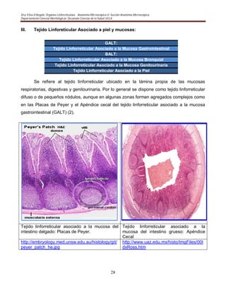 Dra. Elisa D’Angelo. Organos Linforeticulaes. . Anatomía Microscópica II. Sección Anatomía Microscópica.
Departamento Ciencias Morfológicas. Decanato Ciencias de la Salud. UCLA
28
III. Tejido Linforeticular Asociado a piel y mucosas:
GALT:
Tejido Linforreticular Asociado a la Mucosa Gastrointestinal
BALT:
Tejido Linforreticular Asociado a la Mucosa Bronquial
Tejido Linforreticular Asociado a la Mucosa Genitourinaria
Tejido Linforreticular Asociado a la Piel
Se refiere al tejido linforreticular ubicado en la lámina propia de las mucosas
respiratorias, digestivas y genitourinaria. Por lo general se dispone como tejido linforreticular
difuso o de pequeños nódulos, aunque en algunas zonas forman agregados complejos como
en las Placas de Peyer y el Apéndice cecal del tejido linforreticular asociado a la mucosa
gastrointestinal (GALT) (2).
Tejido linforreticular asociado a la mucosa del
intestino delgado: Placas de Peyer.
Tejido linforreticular asociado a la
mucosa del intestino grueso: Apéndice
Cecal
http://embryology.med.unsw.edu.au/histology/git/
peyer_patch_he.jpg
http://www.uaz.edu.mx/histo/ImgFiles/00I
dxRoss.htm
 