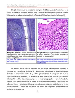 Dra. Elisa D’Angelo. Organos Linforeticulaes. . Anatomía Microscópica II. Sección Anatomía Microscópica.
Departamento Ciencias Morfológicas. Decanato Ciencias de la Salud. UCLA
29
El tejido linforreticular asociado a los bronquios (BALT) se ubica de forma difusa en la
lámina propia de los bronquios grandes. Pero a nivel de la orofaringe se agrupa en folículos
linfáticos: las amigdalas palatinas (Anillo linfático de Waldeyer) y amigdalas faríngeas (3).
Amígdala palatina: tejido linforreticular
nodular y difuso, recubierto de epitelio plano
estratificado que forma criptas, ubicado en
la fosa amigdalina.
Amígdala farígea: tejido linforreticular nodular
y difuso, recubierto de epitelio respiratorio,
ubicado en la nasofarige.
http://www.med.uva.es/biocel/Practicas/PHistolo
gia/Practica_8.html
http://www.google.co.ve/imgres?imgurl=http://patho
logy.mc.duke.edu/research/Histo_course/adenoids
2.jpg&imgrefurl
La mayoría de las células presentes en los tejidos linforreticulares asociados a
mucosas son macrófagos, linfocitos B y plasmocitos productores de inmunoglobulinas.
También se encuentran células T y células presentadoras de antígenos. La mucosa
genitourinaria se caracteriza por la presencia de tejido linforreticular difuso con abundantes
linfocitos NK y células plasmáticas, aunque no se observan agregados de tejido linforreticular
nodular. En la piel también se ubican células de la respuesta inmunológica, como linfocitos T
y B, macrófagos y células dendríticas presentadoras de antígenos, particularmente en las
papilas dérmicas. También se encuentran las células de Langerhans presentadoras de
antígenos en la epidermis.
 
