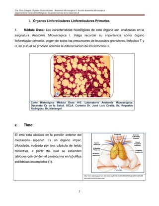 Dra. Elisa D’Angelo. Organos Linforeticulaes. . Anatomía Microscópica II. Sección Anatomía Microscópica.
Departamento Ciencias Morfológicas. Decanato Ciencias de la Salud. UCLA
3
I. Órganos Linforeticulares Linforeticulares Primarios
1. Médula Osea: Las características histológicas de este órgano son analizadas en la
asignatura Anatomía Microscópica I. Valga recordar su importancia como órgano
linforeticular primario, origen de todos los precursores de leucocitos granulares, linfocitos T y
B, en el cual se produce además la diferenciación de los linfocitos B.
Corte Histológico Médula Ósea H-E: Laboratorio Anatomía Microscópica.
Decanato Cs de la Salud. UCLA. Cortesia Dr. José Luis Cirella, Br. Reynaldo
Rodriguez, Br. Mariangel
2. Timo:
El timo está ubicado en la porción anterior del
mediastino superior. Es un órgano impar,
bilobulado, rodeado por una cápsula de tejido
conectivo, a partir del cual se extienden
tabiques que dividen el parénquima en lobulillos
poliédricos incompletos (1).
http://www.labiologiaumana.altervista.org/ISTOLOGIA%20UMANA/ghiaNDOLE%20E
ND%20ED%20ESO/timo.htm
 