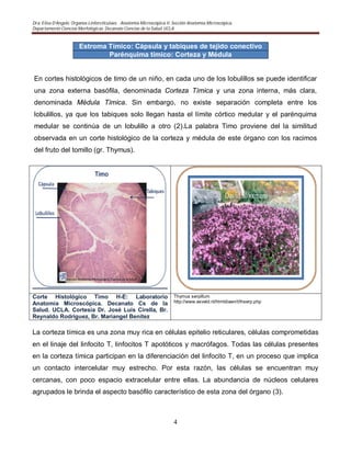 Dra. Elisa D’Angelo. Organos Linforeticulaes. . Anatomía Microscópica II. Sección Anatomía Microscópica.
Departamento Ciencias Morfológicas. Decanato Ciencias de la Salud. UCLA
4
Estroma Tímico: Cápsula y tabiques de tejido conectivo
Parénquima tímico: Corteza y Médula
En cortes histológicos de timo de un niño, en cada uno de los lobulillos se puede identificar
una zona externa basófila, denominada Corteza Tímica y una zona interna, más clara,
denominada Médula Tímica. Sin embargo, no existe separación completa entre los
lobulillos, ya que los tabiques solo llegan hasta el límite córtico medular y el parénquima
medular se continúa de un lobulillo a otro (2).La palabra Timo proviene del la similitud
observada en un corte histológico de la corteza y médula de este órgano con los racimos
del fruto del tomillo (gr. Thymus).
Corte Histológico Timo H-E: Laboratorio
Anatomía Microscópica. Decanato Cs de la
Salud. UCLA. Cortesia Dr. José Luis Cirella, Br.
Reynaldo Rodriguez, Br. Mariangel Benitez
Thymus serpillum
http://www.esveld.nl/htmldiaen/t/thserp.php
La corteza tímica es una zona muy rica en células epitelio reticulares, células comprometidas
en el linaje del linfocito T, linfocitos T apotóticos y macrófagos. Todas las células presentes
en la corteza tímica participan en la diferenciación del linfocito T, en un proceso que implica
un contacto intercelular muy estrecho. Por esta razón, las células se encuentran muy
cercanas, con poco espacio extracelular entre ellas. La abundancia de núcleos celulares
agrupados le brinda el aspecto basófilo característico de esta zona del órgano (3).
 