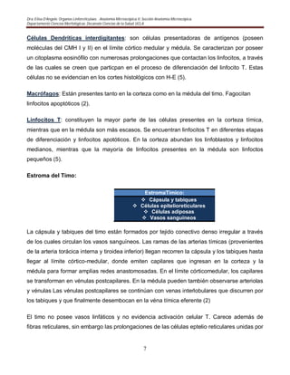 Dra. Elisa D’Angelo. Organos Linforeticulaes. . Anatomía Microscópica II. Sección Anatomía Microscópica.
Departamento Ciencias Morfológicas. Decanato Ciencias de la Salud. UCLA
7
Células Dendríticas interdigitantes: son células presentadoras de antígenos (poseen
moléculas del CMH I y II) en el límite córtico medular y médula. Se caracterizan por poseer
un citoplasma eosinófilo con numerosas prolongaciones que contactan los linfocitos, a través
de las cuales se creen que particpan en el proceso de diferenciación del linfocito T. Estas
células no se evidencian en los cortes histológicos con H-E (5).
Macrófagos: Están presentes tanto en la corteza como en la médula del timo. Fagocitan
linfocitos apoptóticos (2).
Linfocitos T: constituyen la mayor parte de las células presentes en la corteza tímica,
mientras que en la médula son más escasos. Se encuentran linfocitos T en diferentes etapas
de diferenciación y linfocitos apotóticos. En la corteza abundan los linfoblastos y linfocitos
medianos, mientras que la mayoría de linfocitos presentes en la médula son linfoctos
pequeños (5).
Estroma del Timo:
EstromaTímico:
 Cápsula y tabiques
 Células epitelioreticulares
 Células adiposas
 Vasos sanguíneos
La cápsula y tabiques del timo están formados por tejido conectivo denso irregular a través
de los cuales circulan los vasos sanguíneos. Las ramas de las arterias tímicas (provenientes
de la arteria torácica interna y tiroidea inferior) llegan recorren la cápsula y los tabiques hasta
llegar al límite córtico-medular, donde emiten capilares que ingresan en la corteza y la
médula para formar amplias redes anastomosadas. En el límite córticomedular, los capilares
se transforman en vénulas postcapilares. En la médula pueden también observarse arteriolas
y vénulas Las vénulas postcapilares se continúan con venas interlobulares que discurren por
los tabiques y que finalmente desembocan en la véna tímica eferente (2)
El timo no posee vasos linfáticos y no evidencia activación celular T. Carece además de
fibras reticulares, sin embargo las prolongaciones de las células eptelio reticulares unidas por
 