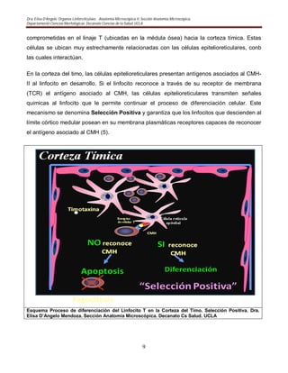 Dra. Elisa D’Angelo. Organos Linforeticulaes. . Anatomía Microscópica II. Sección Anatomía Microscópica.
Departamento Ciencias Morfológicas. Decanato Ciencias de la Salud. UCLA
9
comprometidas en el linaje T (ubicadas en la médula ósea) hacia la corteza tímica. Estas
células se ubican muy estrechamente relacionadas con las células epitelioreticulares, conb
las cuales interactúan.
En la corteza del timo, las células epitelioreticulares presentan antígenos asociados al CMH-
II al linfocito en desarrollo. Si el linfocito reconoce a través de su receptor de membrana
(TCR) el antígeno asociado al CMH, las células epitelioreticulares transmiten señales
quimicas al linfocito que le permite continuar el proceso de diferenciación celular. Este
mecanismo se denomina Selección Positiva y garantiza que los linfocitos que descienden al
límite córtico medular posean en su membrana plasmáticas receptores capaces de reconocer
el antígeno asociado al CMH (5).
Esquema Proceso de diferenciación del Linfocito T en la Corteza del Timo. Selección Positiva. Dra.
Elisa D’Angelo Mendoza. Sección Anatomía Microscópica. Decanato Cs Salud. UCLA
 