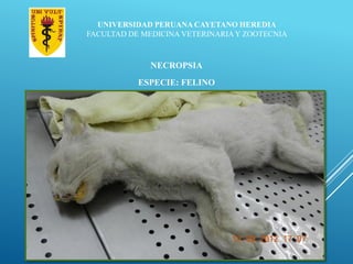 UNIVERSIDAD PERUANA CAYETANO HEREDIA
FACULTAD DE MEDICINA VETERINARIAY ZOOTECNIA
NECROPSIA
ESPECIE: FELINO
 