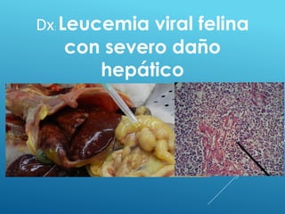 Dx: Leucemia viral felina
con severo daño
hepático
 