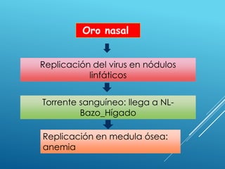 Torrente sanguíneo: llega a NL-
Bazo_Hígado
Oro nasal
Replicación del virus en nódulos
linfáticos
Replicación en medula ósea:
anemia
 