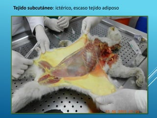 Tejido subcutáneo: ictérico, escaso tejido adiposo
 