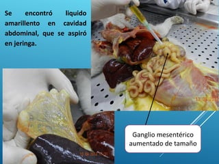 Se encontró liquido
amarillento en cavidad
abdominal, que se aspiró
en jeringa.
Ganglio mesentérico
aumentado de tamaño
 