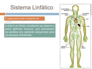 linfático
