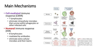 Main Mechanisms
• Cell-mediated immune
response (CMIR)
• T-lymphocytes
• eliminate intracellular microbes
that survive within phagocytes or
other infected cells
• Humoral immune response
(HIR)
• B-lymphocytes
• mediated by antibodies
• eliminate extra-cellular
microbes and their toxins
 