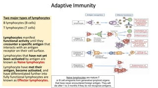 Adaptive Immunity
Two major types of lymphocytes
B lymphocytes (B cells)
T lymphocytes (T cells)
Lymphocytes manifest
functional activity until they
encounter a specific antigen that
interacts with an antigen
receptor on their cell surface.
Lymphocytes that have not yet
been activated by antigen are
known as Naive lymphocytes
Lymphocyte have met their
antigen, become activated, and
have differentiated further into
fully functional lymphocytes are
known as Effector lymphocytes.
Naive lymphocytes are mature T
or B cell emigrants from generative lymphoid organs
that have never encountered foreign antigen. They will
die after 1 to 3 months if they do not recognize antigens.
 