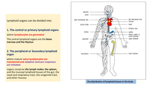 Lymphoid organs can be divided into:
1. The central or primary lymphoid organs
where lymphocytes are generated
The central lymphoid organs are the bone
marrow and the thymus
2. The peripheral or Secondary lymphoid
organ
where mature naive lymphocytes are
maintained and adaptive immune responses
are initiated.
organs comprise the lymph nodes, the spleen,
and the mucosal lymphoid tissues of the gut, the
nasal and respiratory tract, the urogenital tract,
and other mucosa.
The distribution of lymphoid tissues in the body
 