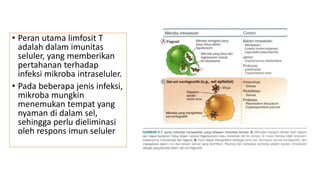 • Peran utama limfosit T
adalah dalam imunitas
seluler, yang memberikan
pertahanan terhadap
infeksi mikroba intraseluler.
• Pada beberapa jenis infeksi,
mikroba mungkin
menemukan tempat yang
nyaman di dalam sel,
sehingga perlu dieliminasi
oleh respons imun seluler
 