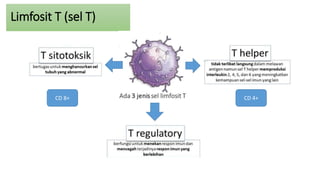 Limfosit T (sel T)
CD 8+ CD 4+
 