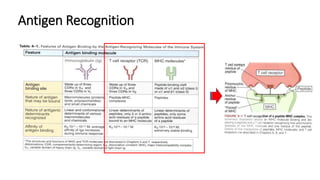 Antigen Recognition
 