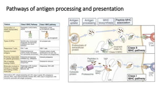 Pathways of antigen processing and presentation
 