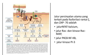 Jalur persinyalan utama yang
terkait pada fosforilasi rantai ζ,
dan ZAP- 70 adalah
• jalurNFAT-kalsium,
• jalur Ras- dan kinase Rac-
MAP,
• jalur PKC8-NF-KB,
• jalur kinase PI-3
 